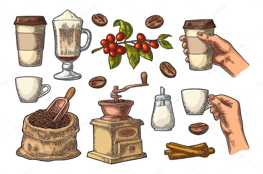 Set coffee. Glass latte, beans, wooden scoop, hand-held grinder, sugar, cinnamon stick, branch with leaf and berry. Female hand hold cup. Vintage color vector engraving illustration isolated on white