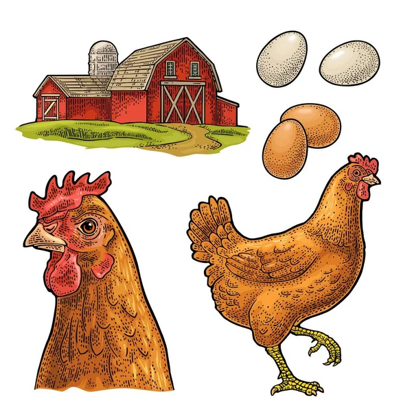 鶏を設定します 鳥と卵 ファーム ヴィンテージ色ベクトル ポスター ラベルのイラストを彫刻します 白い背景に分離 — ストックベクタ