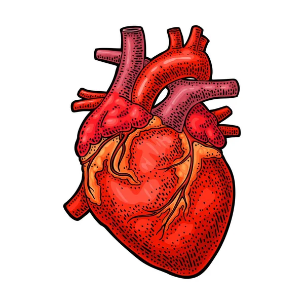 Людська Анатомія Серце Векторний Колір Старовинної Гравірувальної Ілюстрації Ізольовано Білому — стоковий вектор