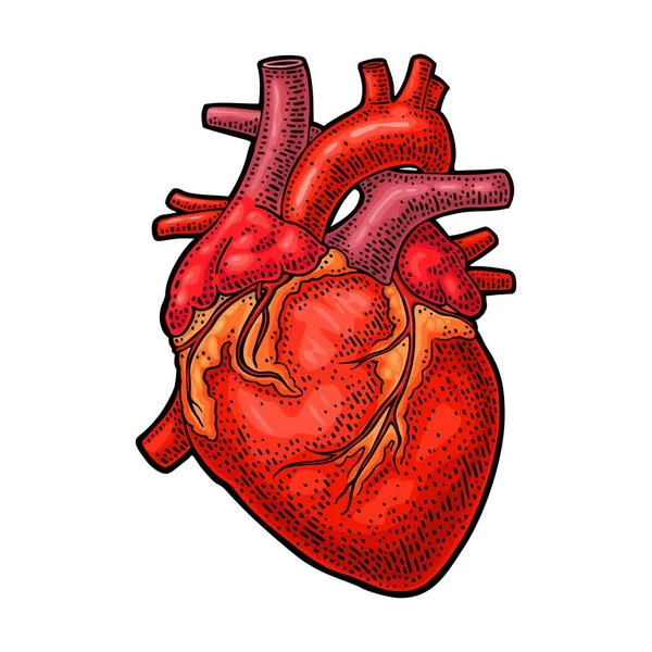 Människans Anatomi Hjärta Vektor Färg Vintage Gravyr Illustration Isolerade Vit — Stock vektor