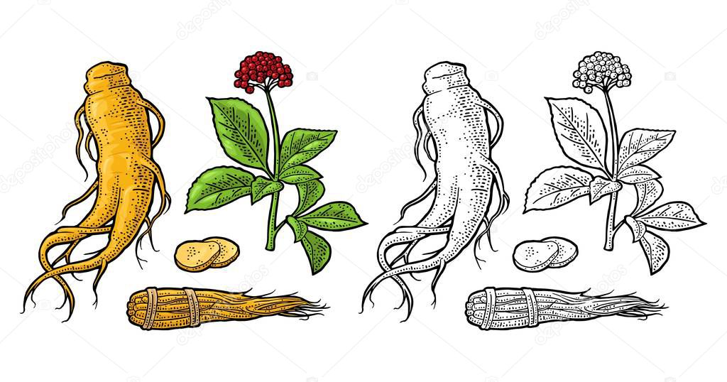 Root, slice, bunch tied by rope, leaves panax ginseng. Vector engraving vintage color illustration plants for traditional medicine label. Isolated on white background. Hand drawn design element
