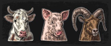 Çiftlik hayvanları Icon set. Koyu arka plan üzerinde izole domuz, inek ve keçi kafaları. Vektör renk vintage illüstrasyon menü, web ve etiket için oyma. Elle çizilmiş bir grafik stili.