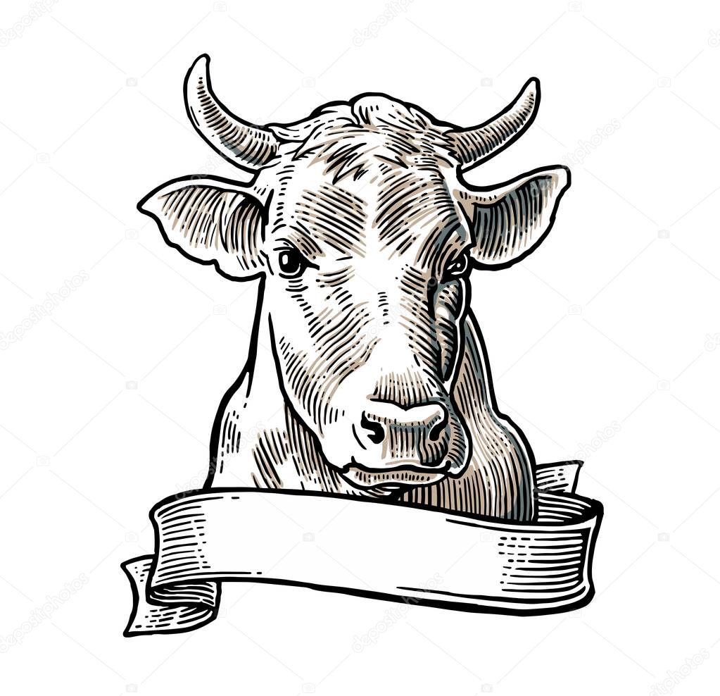 Cows head. Hand drawn in a graphic style. Vintage vector engraving illustration for info graphic, poster, web. Isolated on white background