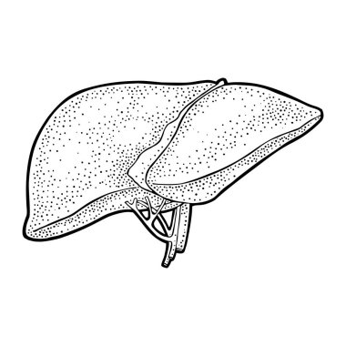 İnsan anatomisi karaciğer. Vektör siyah vintage illüstrasyon izole beyaz bir arka plan üzerinde oyma. Tasarım öğesi etiket, poster, web, poster, bilgi grafiği için el çekilmiş.