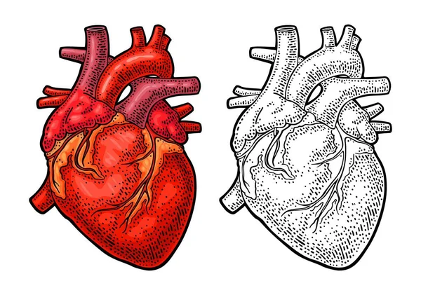 人体解剖心脏 在白色背景下隔离的矢量黑色和彩色复古雕刻插图 Web 信息图形 — 图库矢量图片