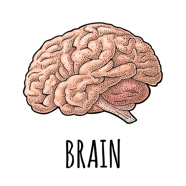 Cérebro Anatomia Humana Vector Cor Vintage Gravura Ilustração Isolada Fundo — Vetor de Stock