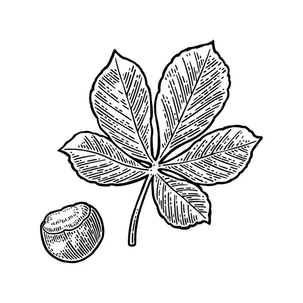 Chestnut Leaf Nut Vector Vintage Engraved Illustration Isolated White Background — Stock Vector