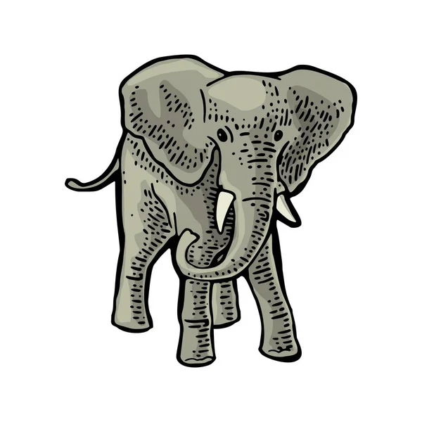 Elefante. Grabado vintage vector ilustración de color. Aislado sobre fondo blanco . — Archivo Imágenes Vectoriales