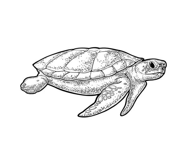 Filler ve düz toprak holding kaplumbağa. Vintage vektör siyah çizim oyma. Beyaz arka plan üzerinde izole. Elle çizilmiş tasarım öğesi etiket ve poster için