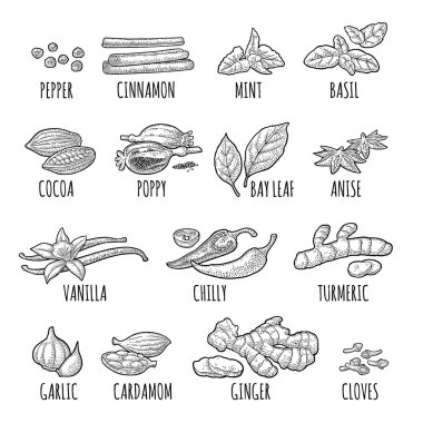Baharat ayarlayın. Karabiber, tarçın, zerdeçal, nane, karanfil, kakao, haşhaş, biber, vanilya, defne yaprağı, anason, sarımsak, kakule, zencefil. Vektör siyah vintage illüstrasyon izole beyaz gravür