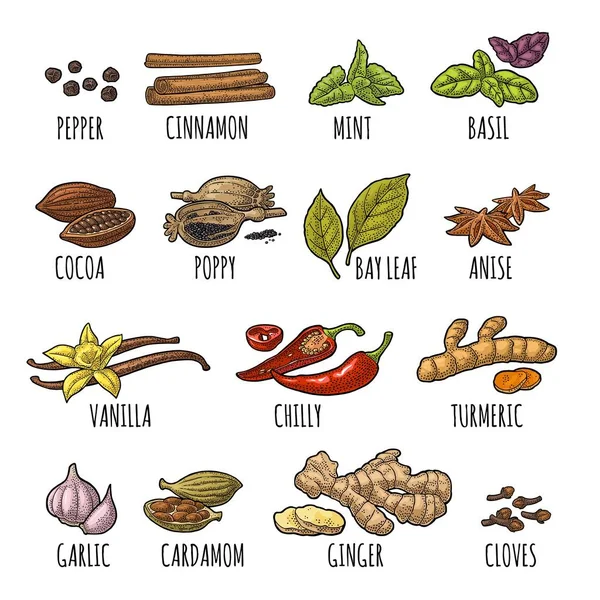 Ponle Especias Pimienta Negra Canela Cúrcuma Menta Clavo Olor Cacao — Vector de stock