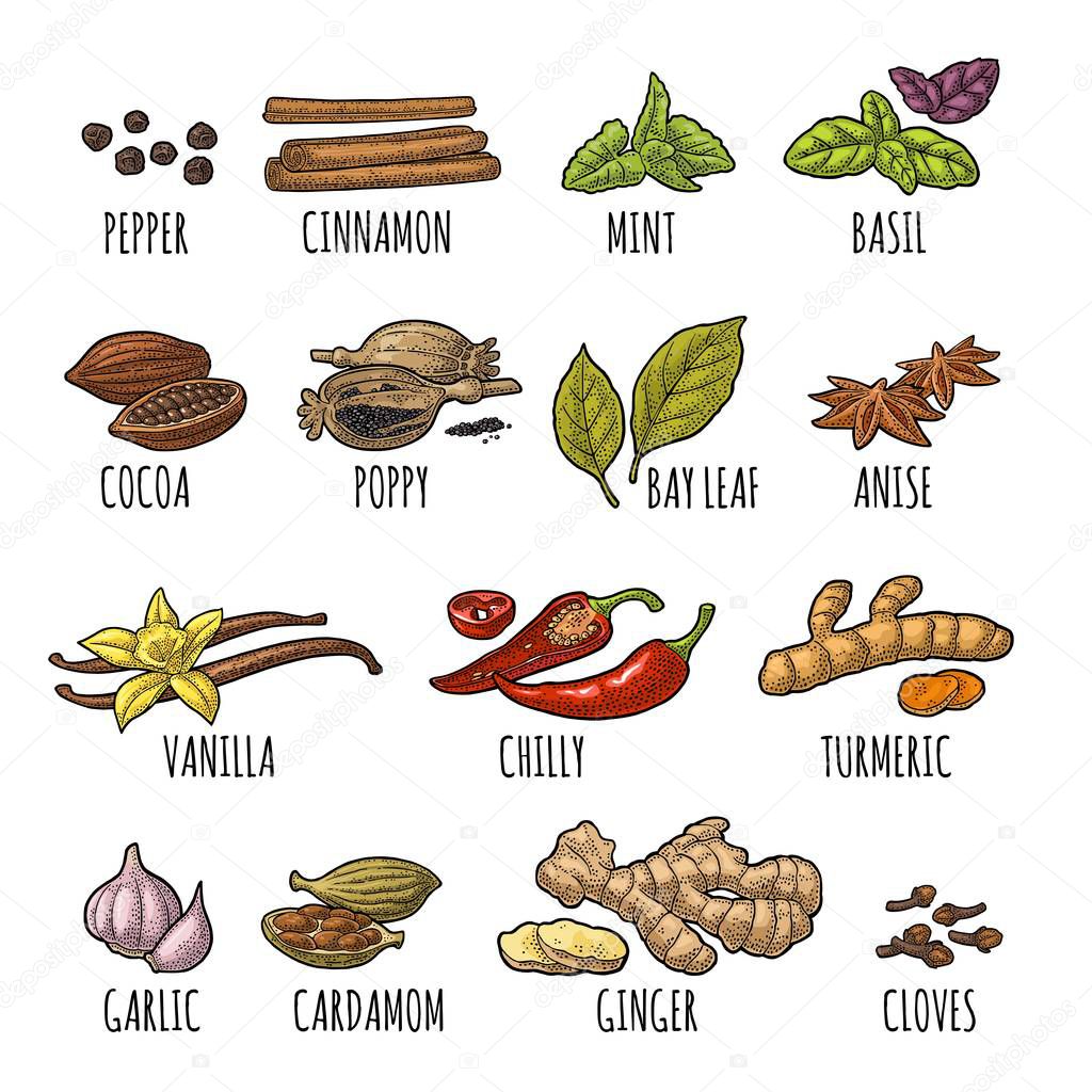 Set spices. Black pepper, cinnamon, turmeric, mint, cloves, cocoa, poppy, chilli, vanilla, bay leaf, anise, garlic, cardamom, ginger. Vector color vintage engraving illustration isolated on white