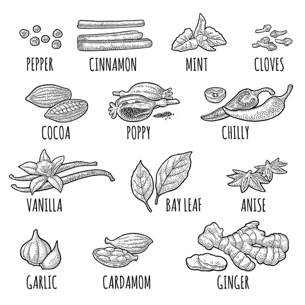 Baharat ayarlayın. Karabiber, tarçın, nane, karanfil, kakao, haşhaş, biber, vanilya, defne yaprağı, anason sarımsak kakule zencefil Isolated beyaz zemin üzerine siyah vintage oyma illüstrasyon vektör