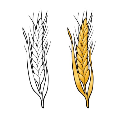 Kulak buğday. Beyaz arka plan üzerinde izole. Vektör vintage renkli ve tek renkli resimde. Elle çizilmiş tasarım öğesi