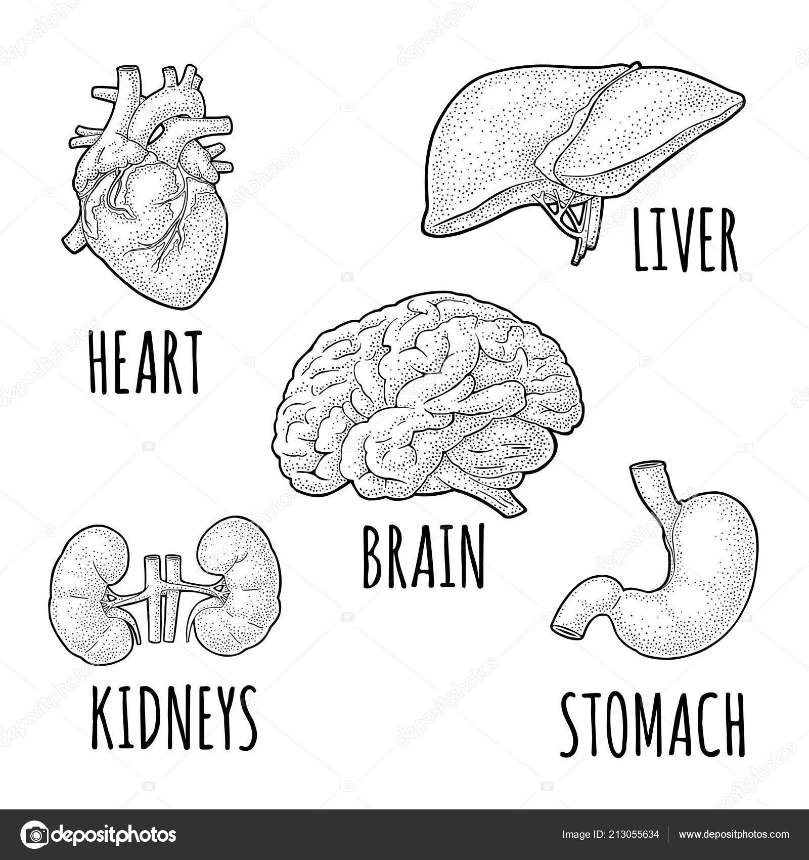 Human Anatomy Organs Brain Kidney Heart Liver Stomach Vector Black Vector Image By C Denispotysiev Vector Stock 213055634
