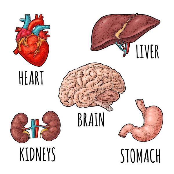 Órganos Anatomía Humana Cerebro Riñón Corazón Hígado Estómago Ilustración Grabado — Vector de stock