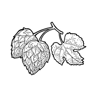 Dal yaprak ile Zıpla. Beyaz arka plan üzerinde izole. Etiket, ambalaj ve üretim süreci bira bira poster için. Vektör vintage oyulmuş çizim. Elle çizilmiş tasarım öğesi