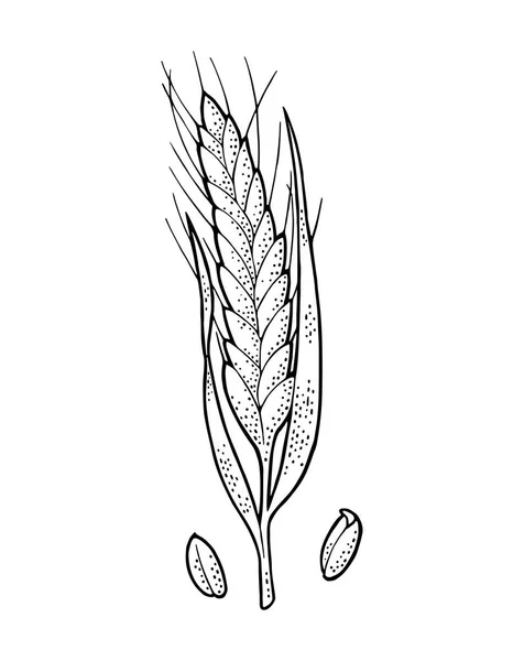 Вухо Пшениці Ізольовані Білому Тлі Векторна Старовинна Монохромна Гравюрна Ілюстрація — стоковий вектор