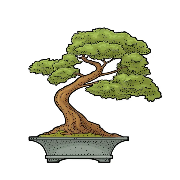 냄비에 Bonsai 나무입니다 빈티지 포스터 레이블 조각입니다 배경에 손으로 그린된 — 스톡 벡터