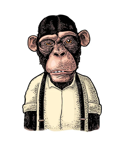 Monkey Affärsman Klädd Skjorta Och Upphängd Vintage Färg Gravyr Illustration — Stock vektor