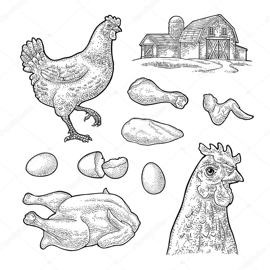 Set chicken. Whole hat, leg, head, wing, egg and farm. Vintage black vector engraving illustration for poster and label. Isolated on white background.