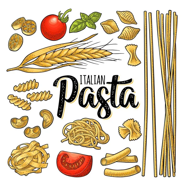 Different types macaroni and ITALIAN PASTA handwriting lettering. Farfalle, conchiglie, maccheroni, fusilli, penne, pipe, spaghetti, ruote, fettuccine, tomato, wheat. Vector vintage color engraving — Stock Illustration Different Types Macaroni Italian Pasta Handwriting Lettering Farfalle Conchiglie Maccheroni Stock Vector