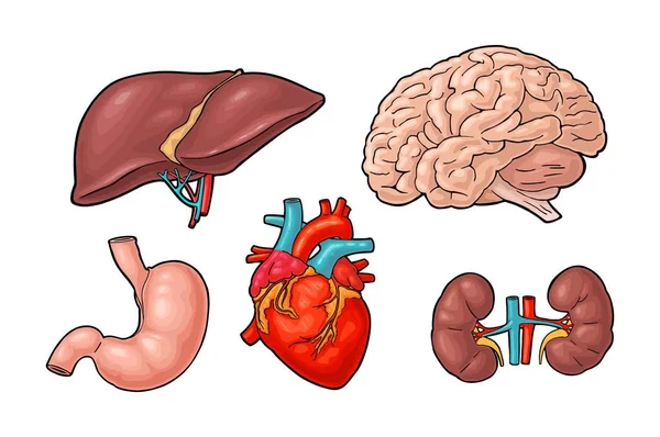 Órganos Anatomía Humana Cerebro Riñón Corazón Hígado Estómago Ilustración Grabado — Vector de stock