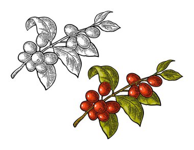 Kahve dal yaprak ve meyve ile. Elle çizilmiş kroki tarzı. Web Vintage renk ve siyah vektör çizim için etiket, oyma. Beyaz arka plan üzerinde izole.
