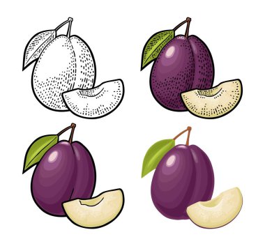 Tam ve erik dilimli tohum ve yaprak. Siyah ve renkli oymacılık ve menü için düz çizim, poster. Beyaz arkaplanda izole