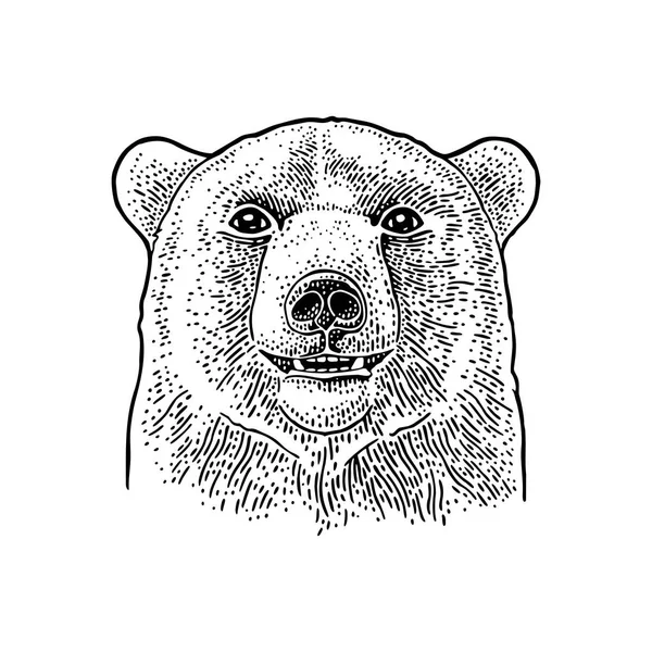 Медвежья голова. Винтажная черная гравировка для плаката. Изолированные на белом — стоковый вектор