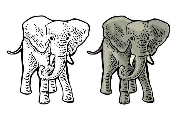 Elefante. Gravação vintage vetor cor ilustração. Isolado sobre fundo branco . —  Vetores de Stock