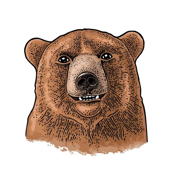 Медвежья голова. Винтажная цветная гравировка для плаката. Изолированные на белом — стоковый вектор