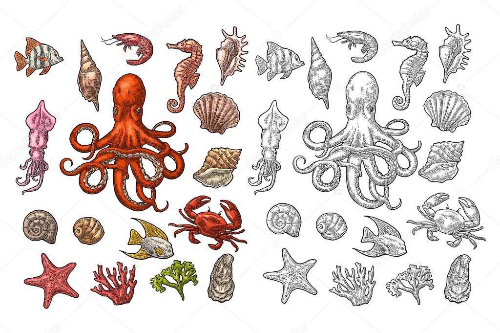 Set sea animals. Shell, coral, crab, shrimp, star, fish ,octopus