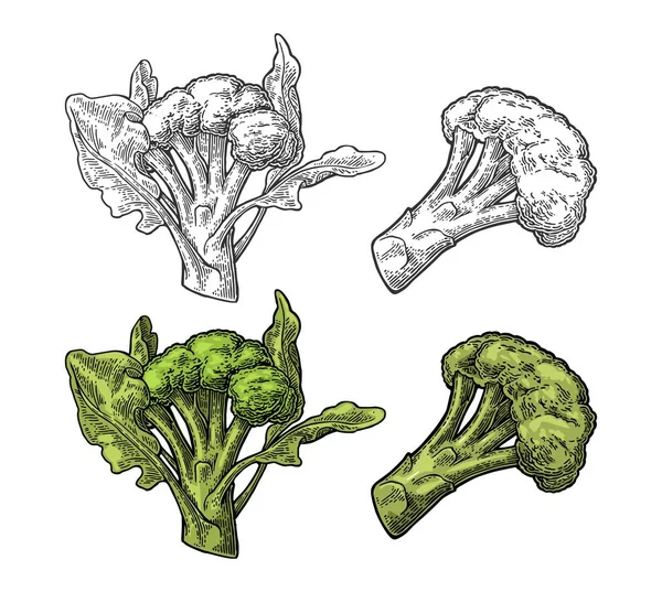 Broccoli Med Blad Vector Gravyr Vintage Färg Och Svart Illustration — Stock vektor