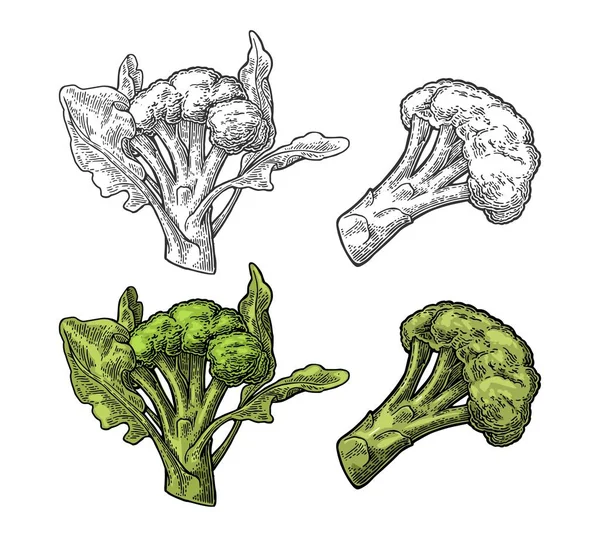 Броколі Листям Векторна Гравюра Вінтажного Кольору Чорна Ілюстрація Ізольовані Білому — стоковий вектор