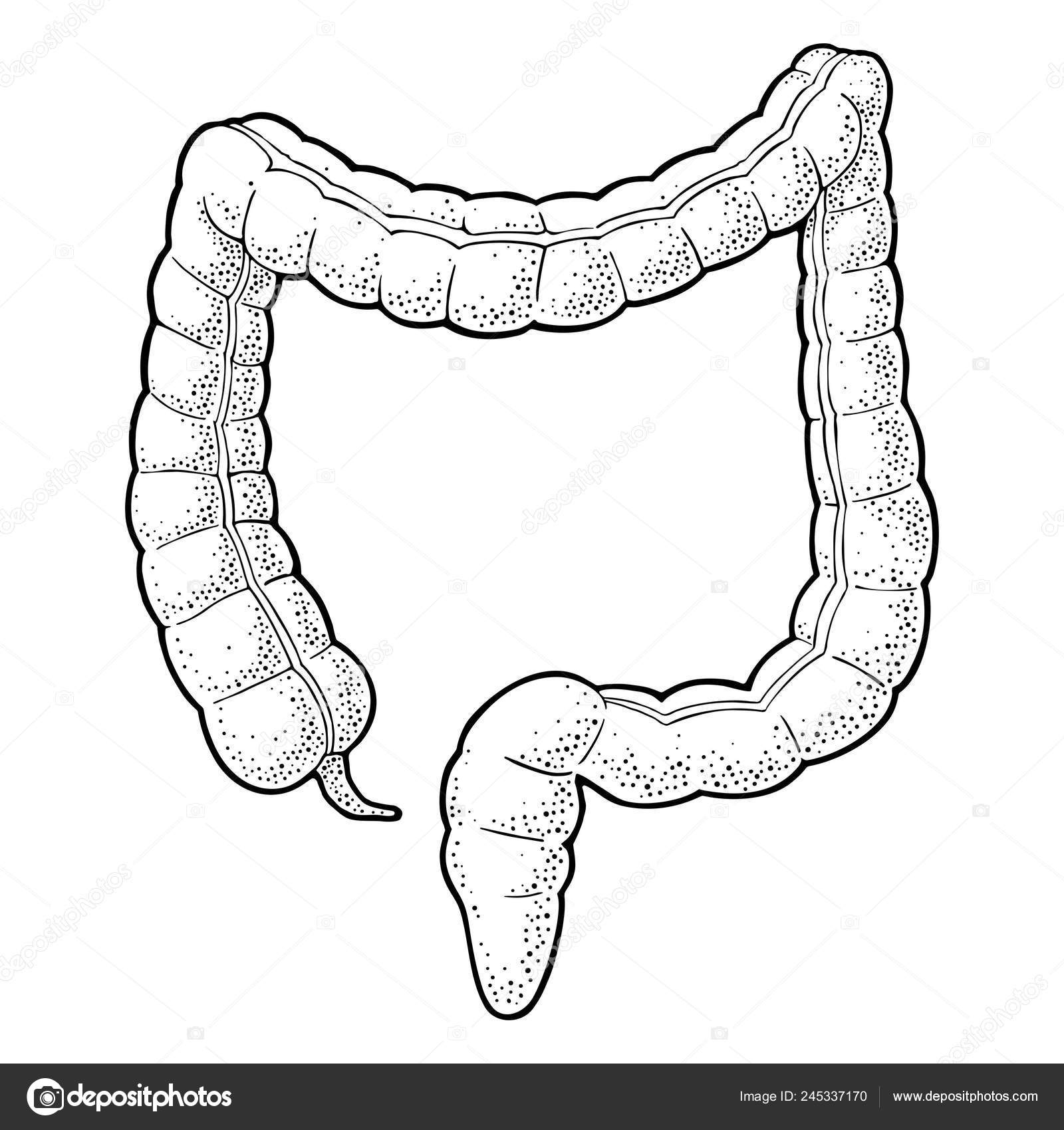 Human Anatomy Large Intestine Vector Black Vintage Engraving Illustration Vector Image By C Denispotysiev Vector Stock 245337170