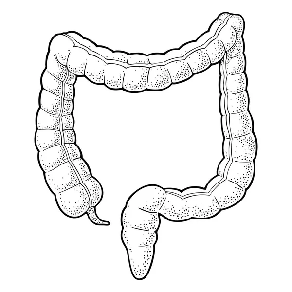 Lidské anatomie tlustého střeva. Vektorové ilustrace černé vintage gravírování — Stockový vektor