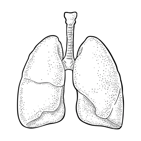 Pulmones de anatomía humana. Vector negro grabado vintage ilustración — Vector de stock