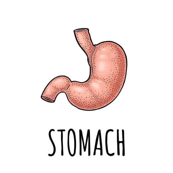 Anatomia humana do estômago. Vector cor vintage gravura ilustração —  Vetores de Stock