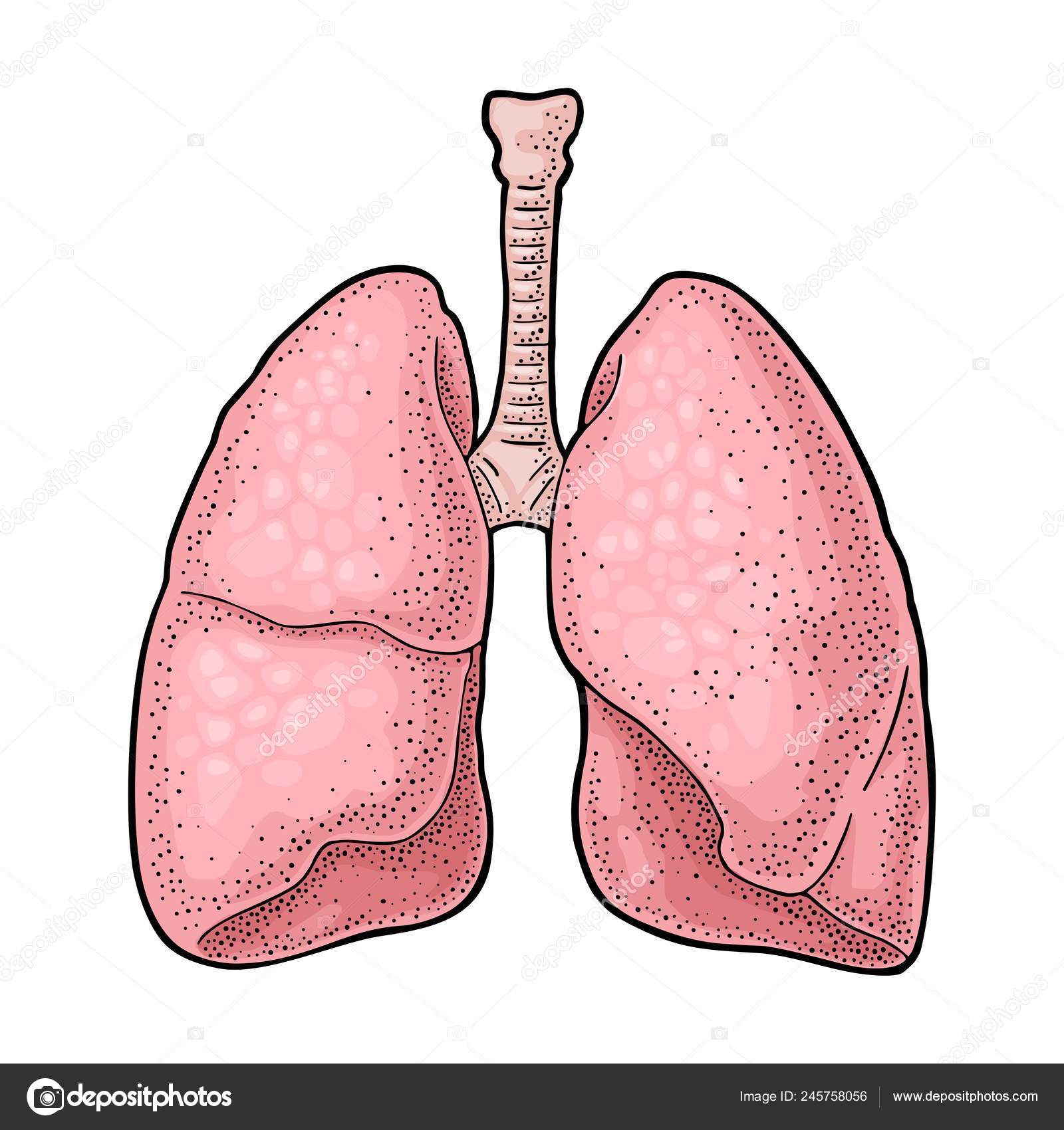 Human Anatomy Lungs Vector Black Vintage Engraving Illustration Vector Image By C Denispotysiev Vector Stock 245758056