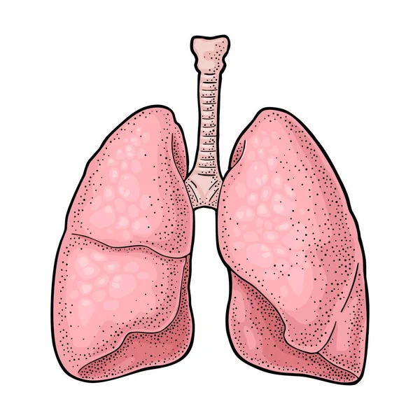 Menselijke anatomie longen. Zwarte vintage gravure vectorillustratie — Stockvector