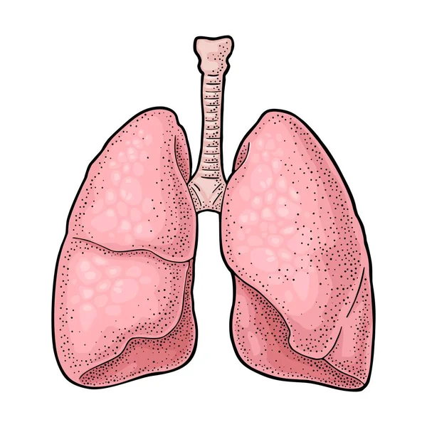 Pulmones de anatomía humana. Vector negro grabado vintage ilustración — Vector de stock