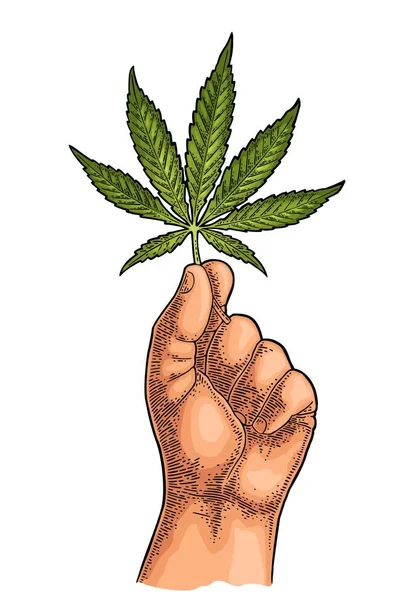 Mano masculina sosteniendo hoja de marihuana. Grabado ilustración vectorial de color vintage. — Vector de stock