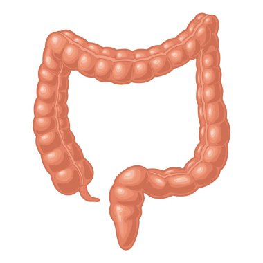 İnsan anatomisi kalın bağırsak. Vektör siyah vintage oyma çizim