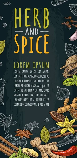 Letras HERB e SPICE. Definir gravura de cor vetorial —  Vetores de Stock