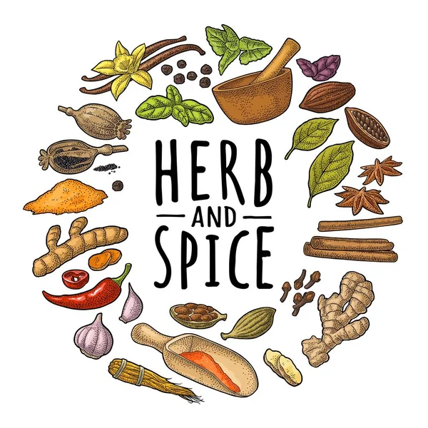 Forma de círculo con HERB y SPICE. Establecer el grabado de color vectorial — Vector de stock