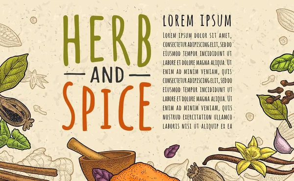 Letras HERB e SPICE. Definir gravura de cor vetorial —  Vetores de Stock