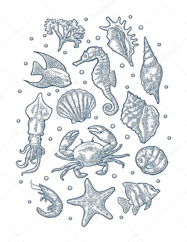 Set sea animal. Vector monochrome engraving vintage illustrations isolated on white