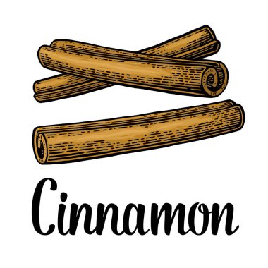 Kabuk tarçın. Vektör renk vintage oyma çizim.