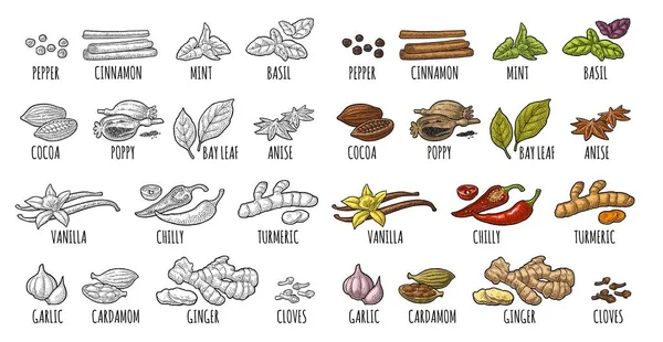 Set spices. Vintage vector engraved illustration isolated on white — Stock Vector